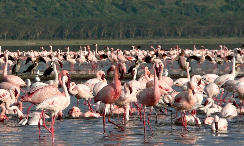 Lake Nakuru National Park