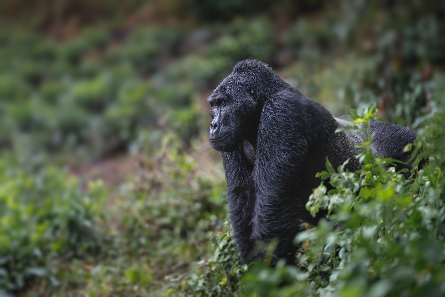 Uganda vs Rwanda: Gorilla Trekking Cost Comparison