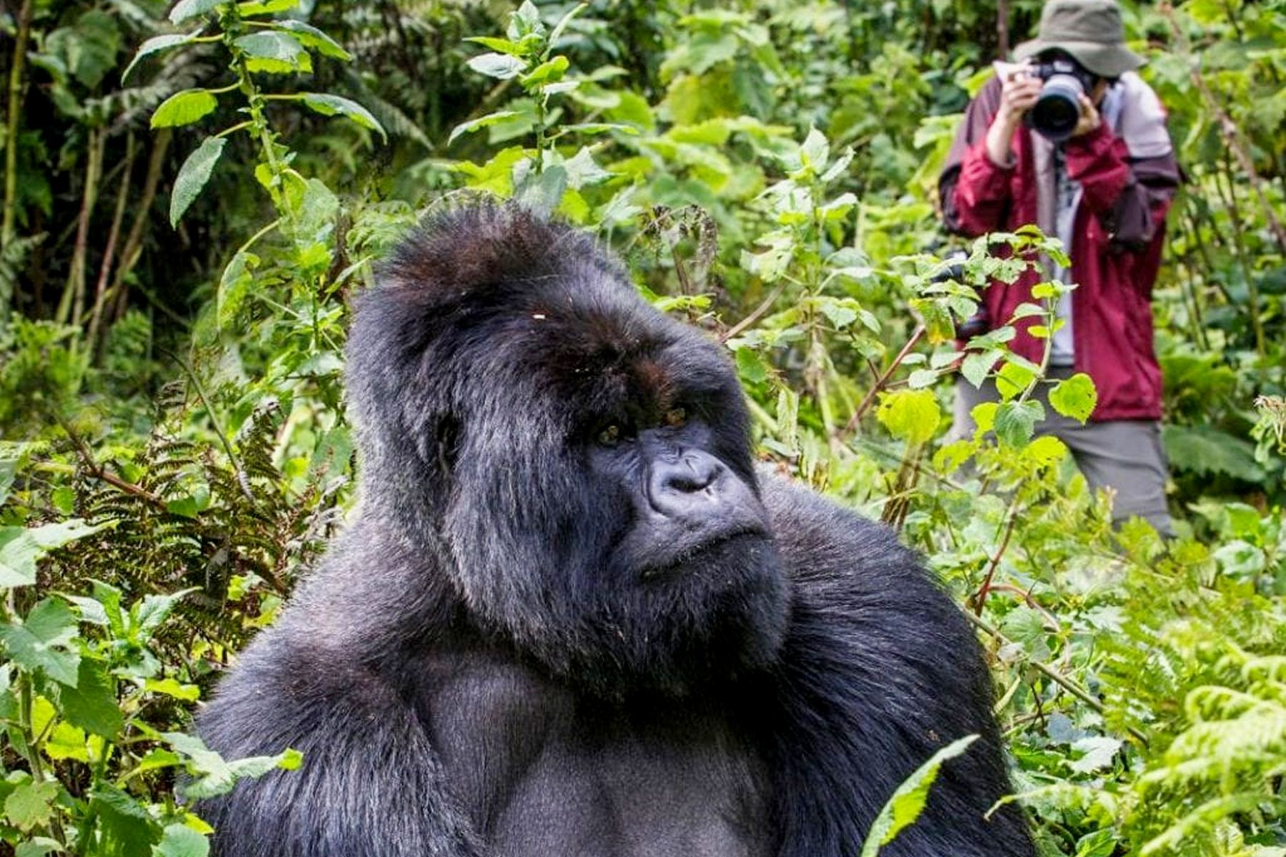 Are Gorilla Permits in Uganda Worth the Price? A Comprehensive Evaluation