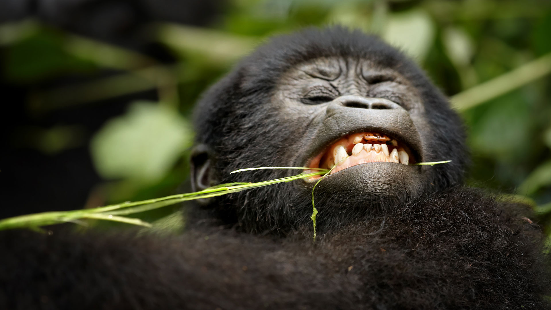 Buhoma Sector: Uganda’s Most Popular Gorilla Trekking Base