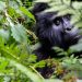 Gorilla Trekking in Mgahinga vs. Bwindi: Which Park Should You Choose?
