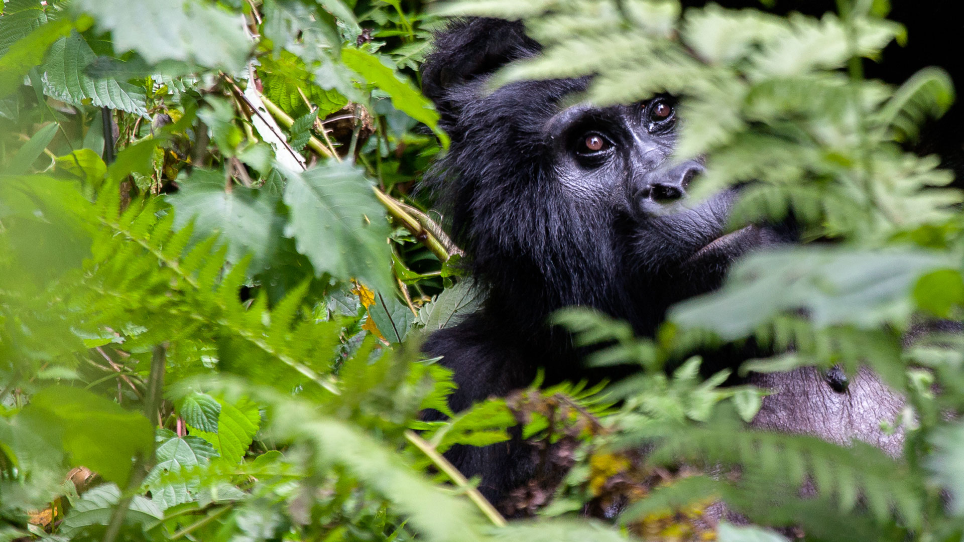 Gorilla Trekking in Mgahinga vs. Bwindi: Which Park to Choose?