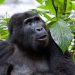 Gorilla Trekking Permit Costs in Uganda (2025–2026) – Full Pricing Guide