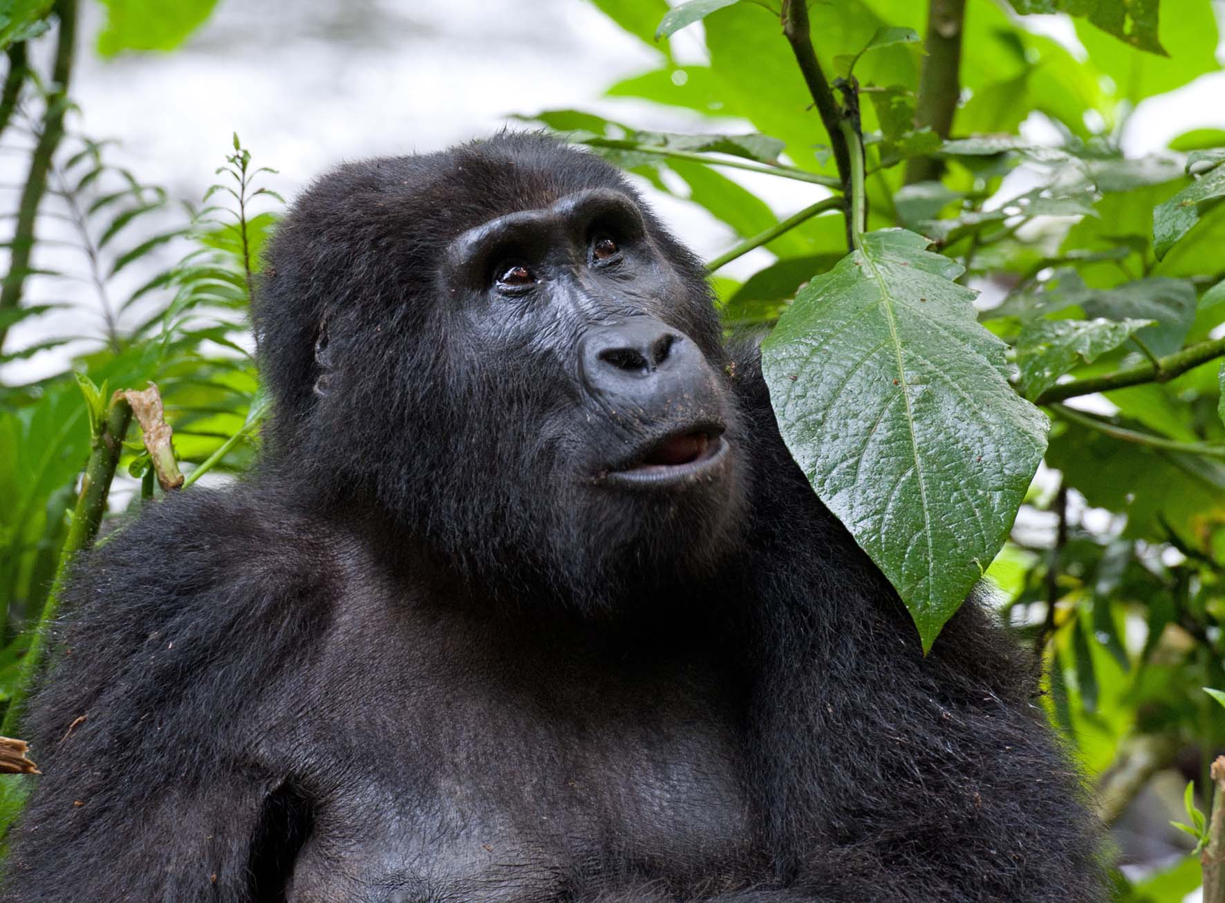 Gorilla Trekking Permit Costs in Uganda for 2025–2026