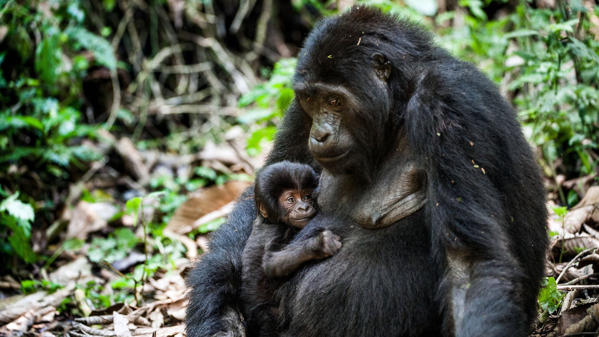 Mgahinga Gorilla National Park: The Hidden Gem for Gorilla Trekking
