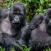Nkuringo gorilla trekking