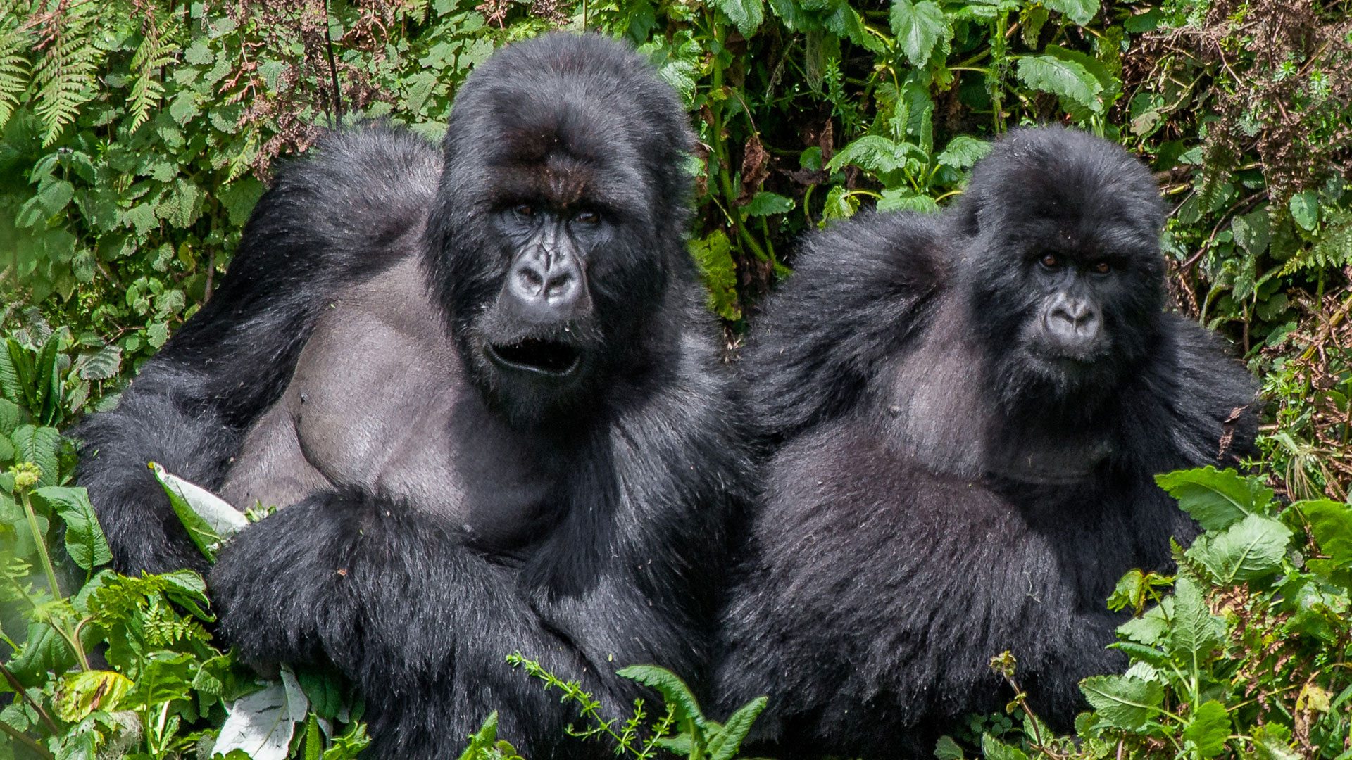Nkuringo Sector Gorilla Trekking: A Detailed Guide