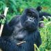 Gorilla Trekking in Uganda vs. Rwanda: Key Differences Explained