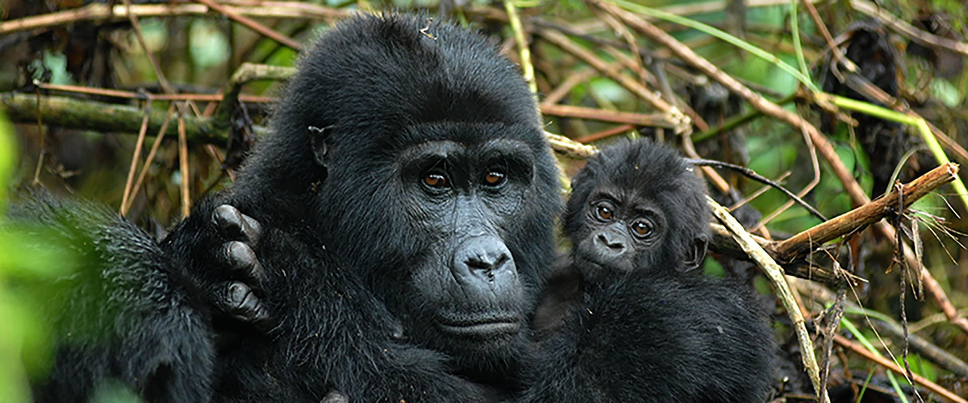 Volcanoes National Park vs Bwindi: Gorilla Trekking Showdown