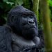 Best Time of Day for Gorilla Sightings in Uganda: Complete Trekking Guide