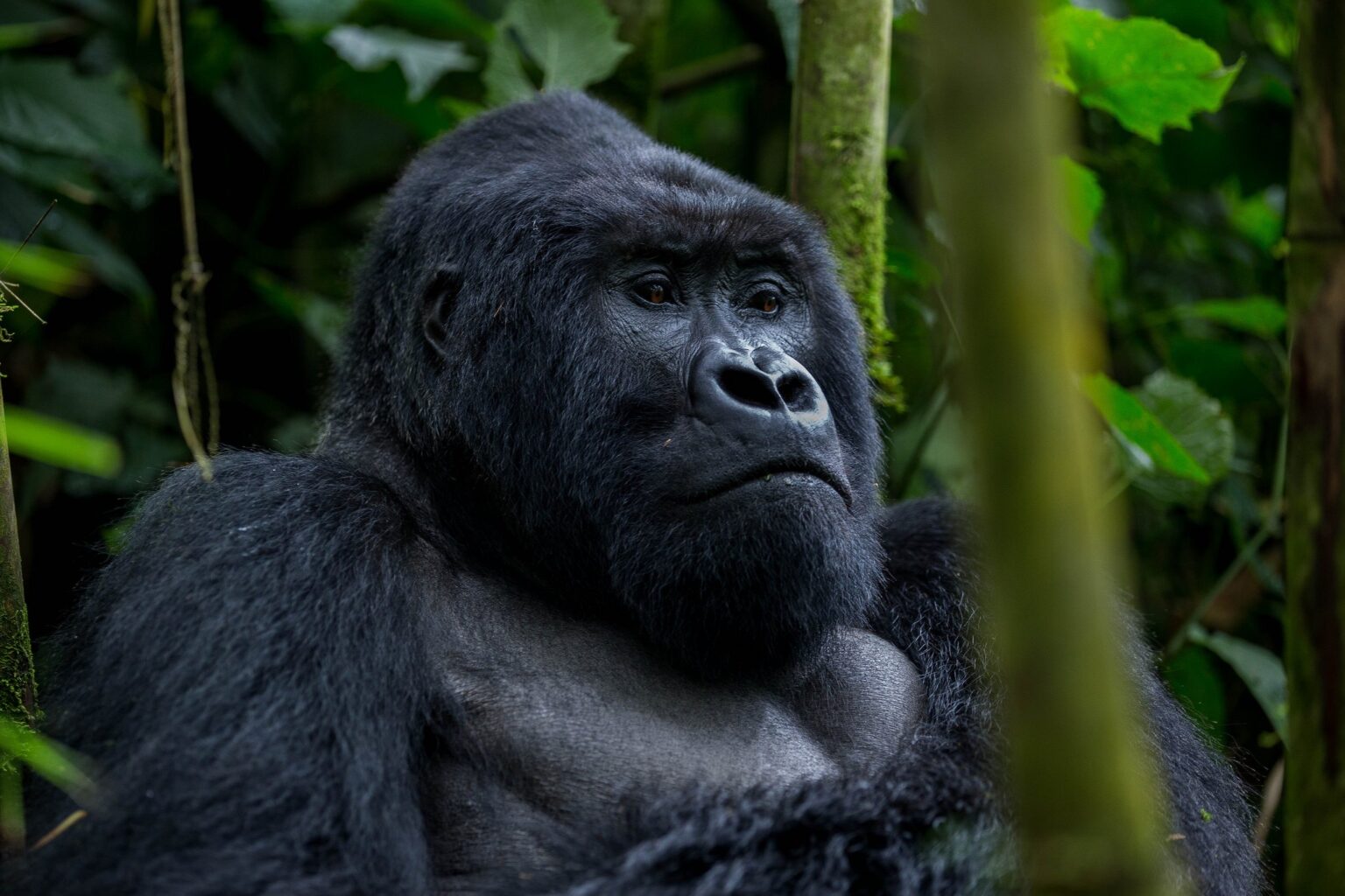 Gorilla Trekking Permit Availability: When to Reserve Early