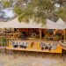 Best Safari Lodges in Gabon for Gorilla Trekkers: 2025 Guide
