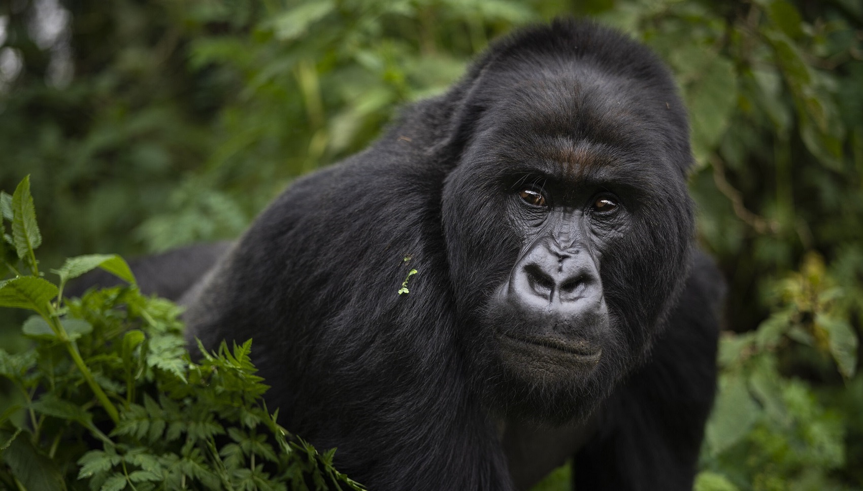 Bwindi’s Sustainable Tourism Initiatives in 2025: Eco-Lodges, Community Projects & More