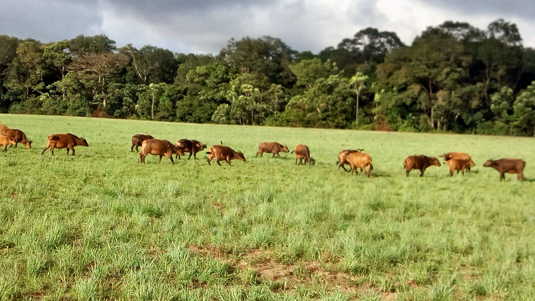How to Plan a Multi-Park Safari Including Gorilla Trekking in Gabon