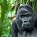 Is Gorilla Trekking in Gabon Affordable? Budget Tips and Insights for 2025