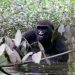 Exploring Loango National Park: The Gorilla Trekking Capital of Gabon