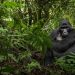 Lope National Park Gorilla Encounters: Where Jungle Meets Culture