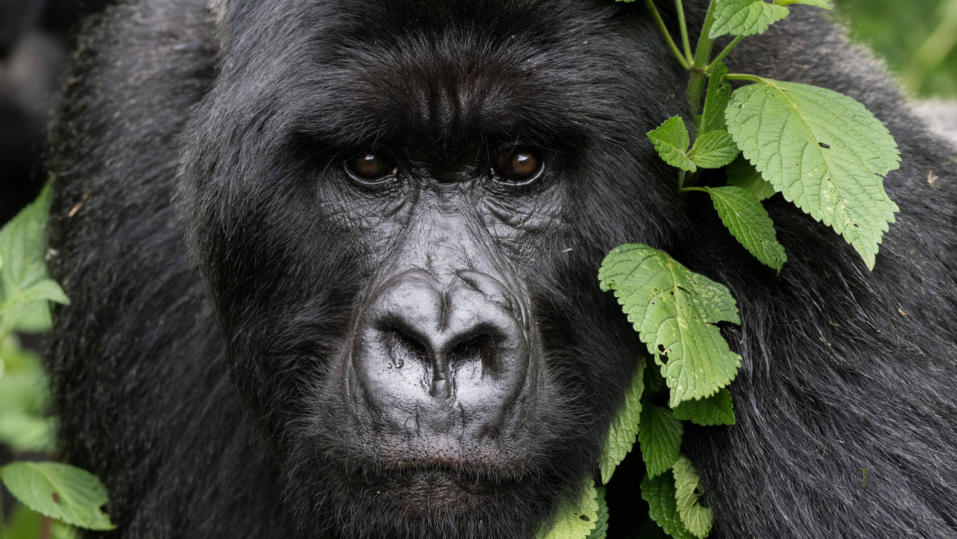 A Guide to Gorilla Trekking in Moukalaba-Doudou National Park