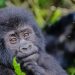 New gorilla families in Bwindi
