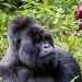 Photography Tips for Volcanoes National Park: How to Capture Gorillas & Scenic Landscapes