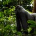 Beginner’s Guide to Gorilla Trekking in Gabon: What You Need to Know